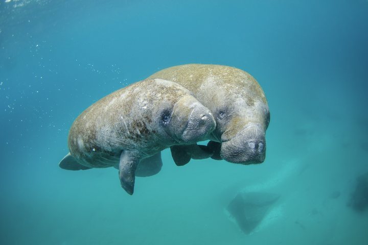 Mother manatee and calf in clear water